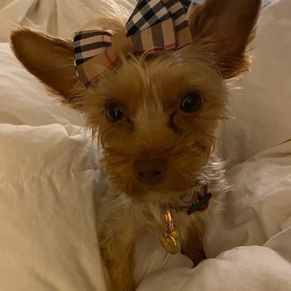 Meet your Posher, Francine - Picture 3 of 3